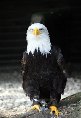 Weikopfseeadler